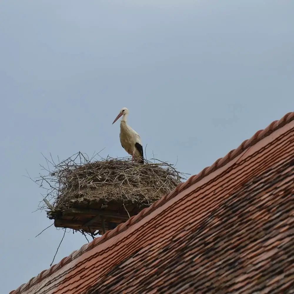 Storch im Nest auf dem Dach der Teichscheune
