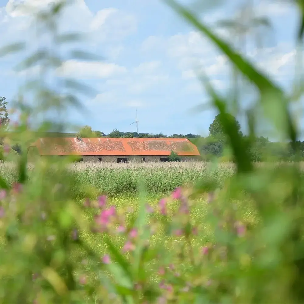 Teichscheune im Naturschutzgebiet Reinheimer Teiche, im Vordergrund Gräser
